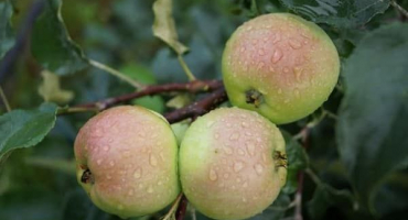 Jaké odrůdy jabloní je lepší zasadit na uralu, vlastnosti výběru a vlastnosti druhů